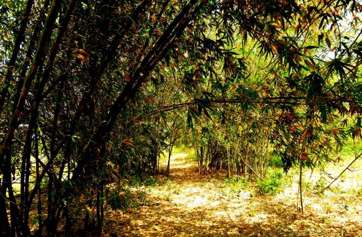 ভালবেসেছি তোমায়