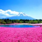 fuji-moss-pink1-1_1430287262_725x725