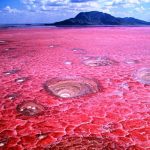 lake-natron_1430287402_725x725