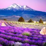 lavender-fields_1430287527_725x725