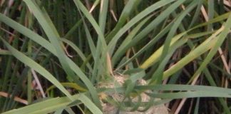 Meaningless Meaningless