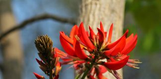 বসন্তের দিন-রাত শুধু পলাশের সুর বসন্তের দিন-রাত শুধু পলাশের সুর