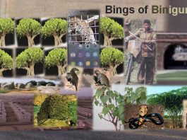 The Bings of Binigurhi