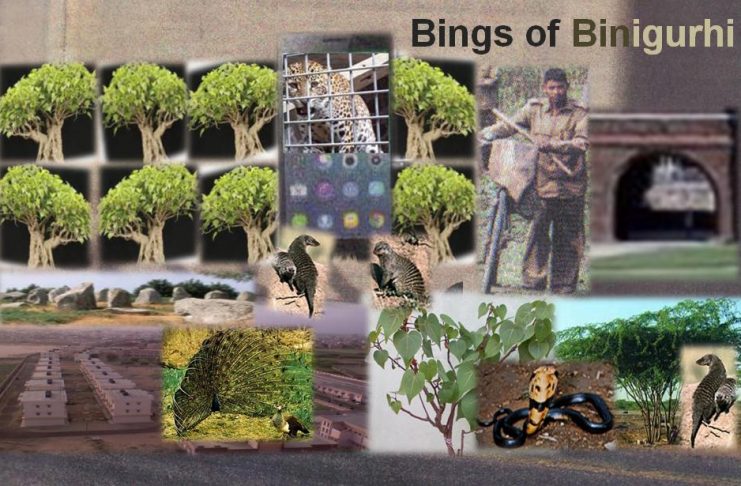 The Bings of Binigurhi The Bings of Binigurhi
