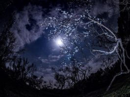 জ্যোৎস্না বিলাস