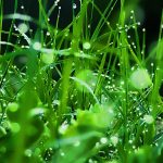 grass-dew-drops-green-freshness-high-definition-wallpaper-download-images-free-cool-high-resolution-abstract-2048×1152