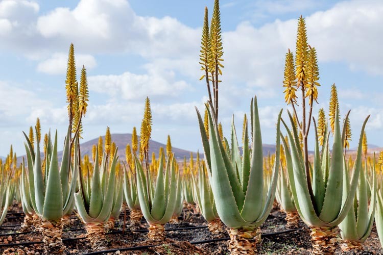 ALOE