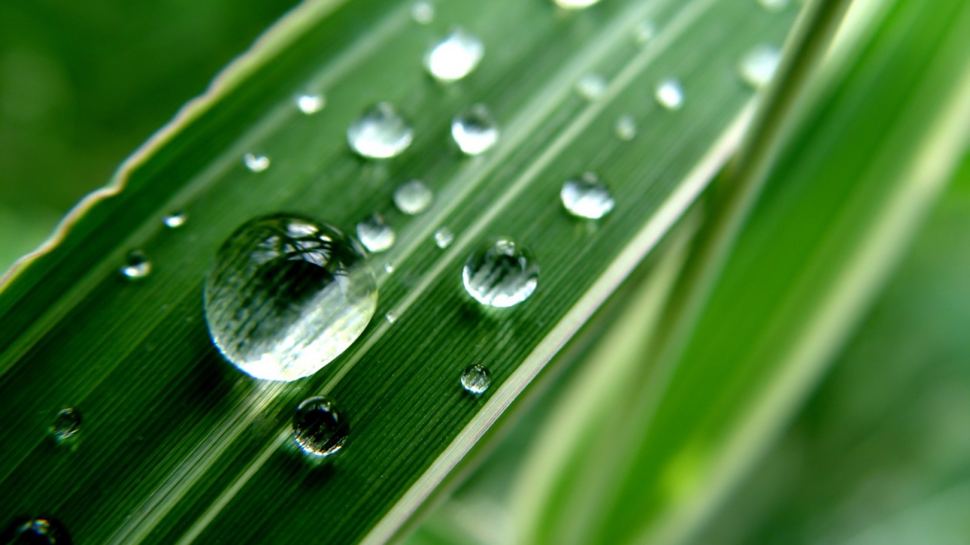 grass_strip_dew_drop_9445_1920x1080