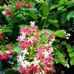 7d209f8b52a2116-a-nw-p