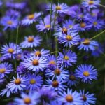 Beautiful-purple-flowers-620×410
