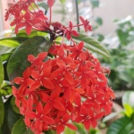 IMG-20200413-WA0050