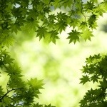 forests11