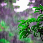 Rainy-Day