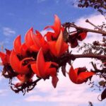 palash-flower-health-benefits-for-fever-a189ae2a